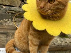 -喵屿·大理花园猫咖