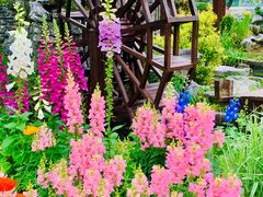 -上海共青森林公园