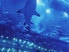 -成都浩海立方海洋公园