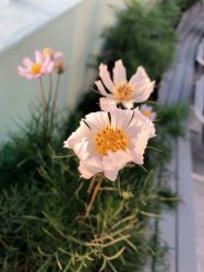 -DOS HOP潮上舞蹈