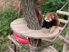 -大连森林动物园