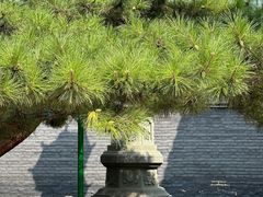 -长安寺