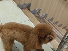 -宠福鑫康馨动物医院·骨科·眼科