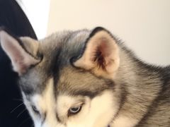 -Husky Go! 哈士奇体验馆·宠物咖啡厅狗咖