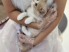 -小猫来了·猫舍(红山六九七九店)