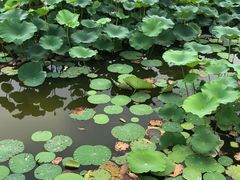 -大兴滨河森林公园