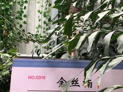 -呀路古热带植物园