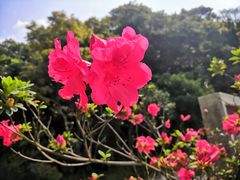 -梧桐山风景名胜区