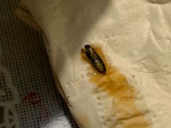 -马遂林烩面馆(少室路店)