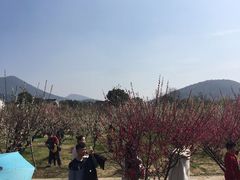 -香雪海