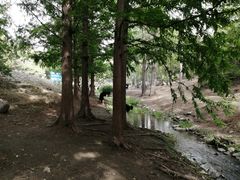 -白水寺森林公园