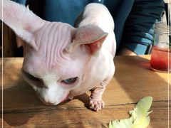 -猫小院猫主题咖啡厅(北锣店)
