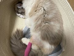 -爱侣宠医·鹦鹉专科·小型哺乳类·异宠专科(灵石路店)