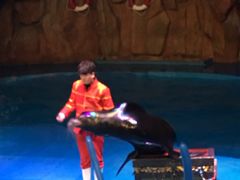 -烟台海昌鲸鲨海洋公园