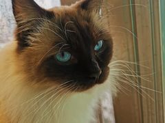 -猫在这儿猫咪咖啡馆·撸猫馆