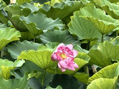 -渌洋湖湿地公园