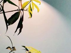-NokNok Coffee(宽窄巷子店)