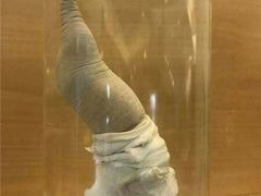 -冰岛阴茎博物馆