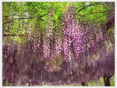 -嘉定紫藤园