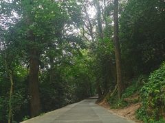 -上海佘山国家森林公园西佘山园