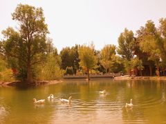 -金塔沙漠胡杨林景区