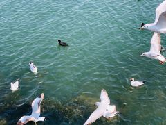 -洱海月湿地公园