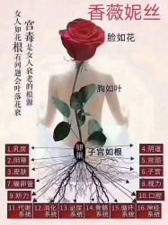 -香薇妮丝女子减肥院