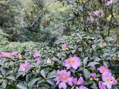 -梧桐山风景名胜区