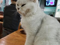 -猫小院猫主题餐厅(三里屯店)