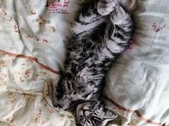 -喵zoo家庭繁育猫舍(尖东智能花园店)