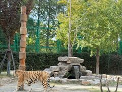 -上海野生动物园老虎餐厅