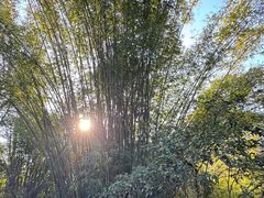 -潜山国家森林公园