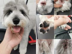 -宠小格时尚宠物生活馆(唐镇店)