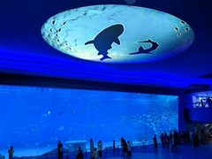 -上海海昌海洋公园