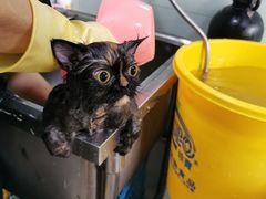 -瑞派动物医院·绝育·犬猫全科·预防医学(光景江南中店)