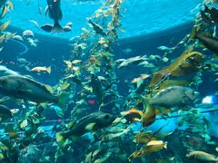 -瑞普利水族馆