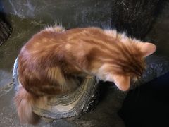 -猫猫幼稚园·撸猫·桌游·电玩
