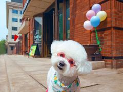 -超宠爱宠物摄影-Super pet