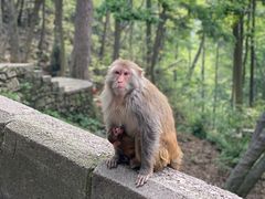 -黔灵山公园
