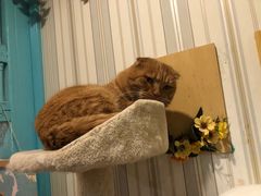 -猫小院猫主题咖啡厅(北锣店)