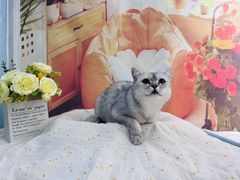 -爱洗澡的猫(望京店)