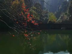 -江西阳明山国家森林公园