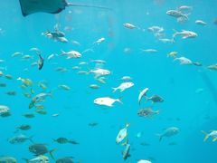 -瑞德姆美人鱼海底演艺主题餐厅(亚龙湾店)