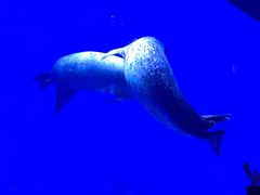 -上海海昌海洋公园-冰山北极馆