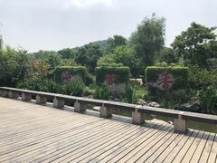 -香雪海