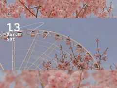 -顾村公园