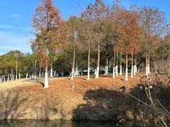 -合肥滨湖国家森林公园