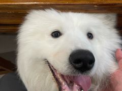 -翊宠yipet猫狗购宠庄园犬舍•猫舍