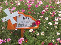 -荷兰花海
