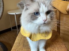 -滚猫咖啡·猫咖·猫友好撸猫(未来城店)